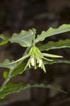 Yellow fairybells <BR>Yellow mandarin